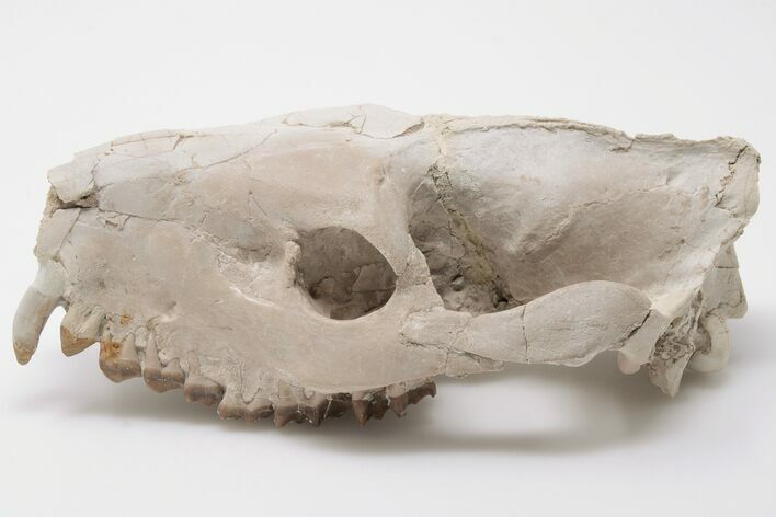 Fossil Oreodont (Merycoidodon) Skull - Wyoming #197347